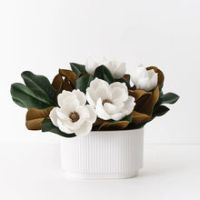 Japanese Magnolia with Pot