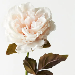 Peony