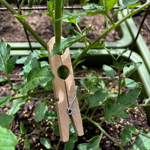 Plant Peg