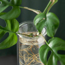 Propagation Vase Clear