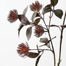 Protea Leucospermum Spray