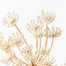 Queen Anne's Lace