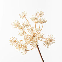 Queen Anne's Lace