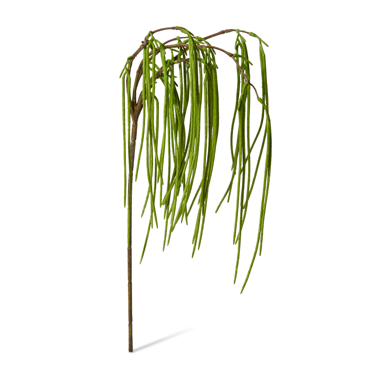 Rhipsalis Hanging Spray
