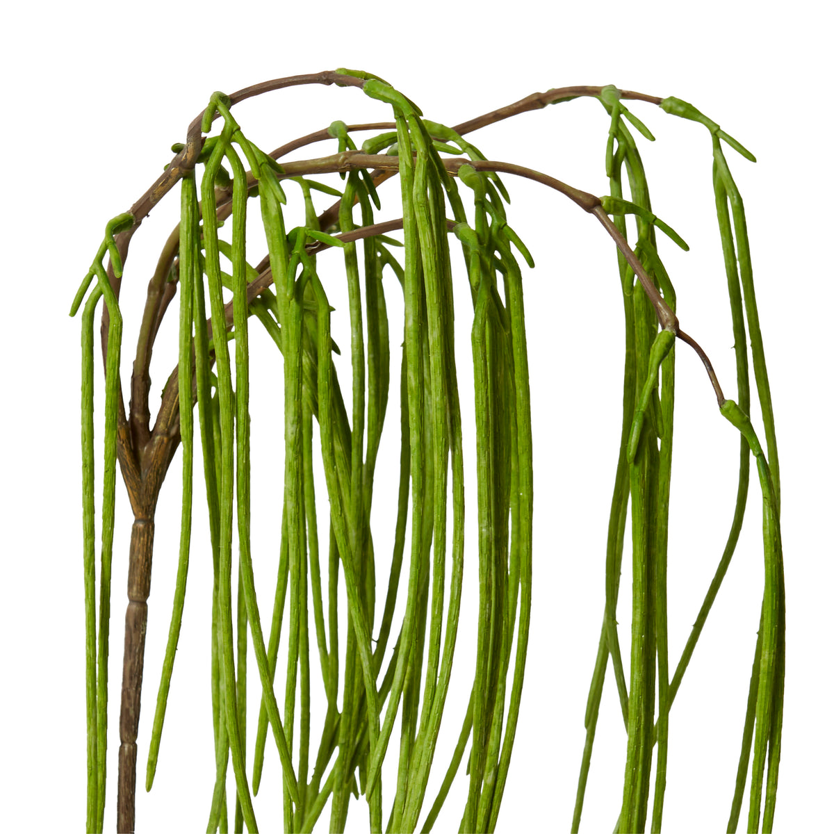 Rhipsalis Hanging Spray