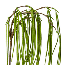 Rhipsalis Hanging Spray
