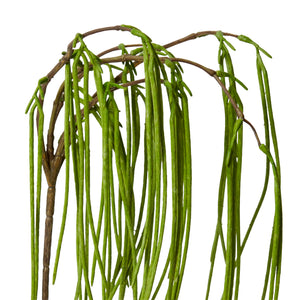 Rhipsalis Hanging Spray