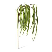 Rhipsalis Hanging Spray