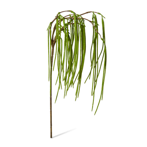 Rhipsalis Hanging Spray