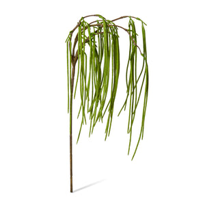 Rhipsalis Hanging Spray