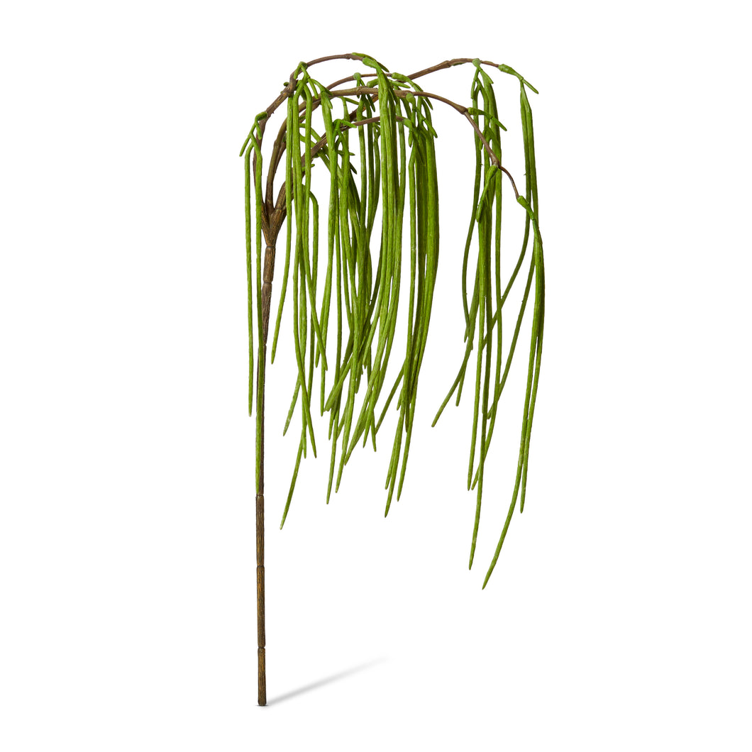 Rhipsalis Hanging Spray