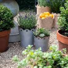 Scalloped Heart Planter