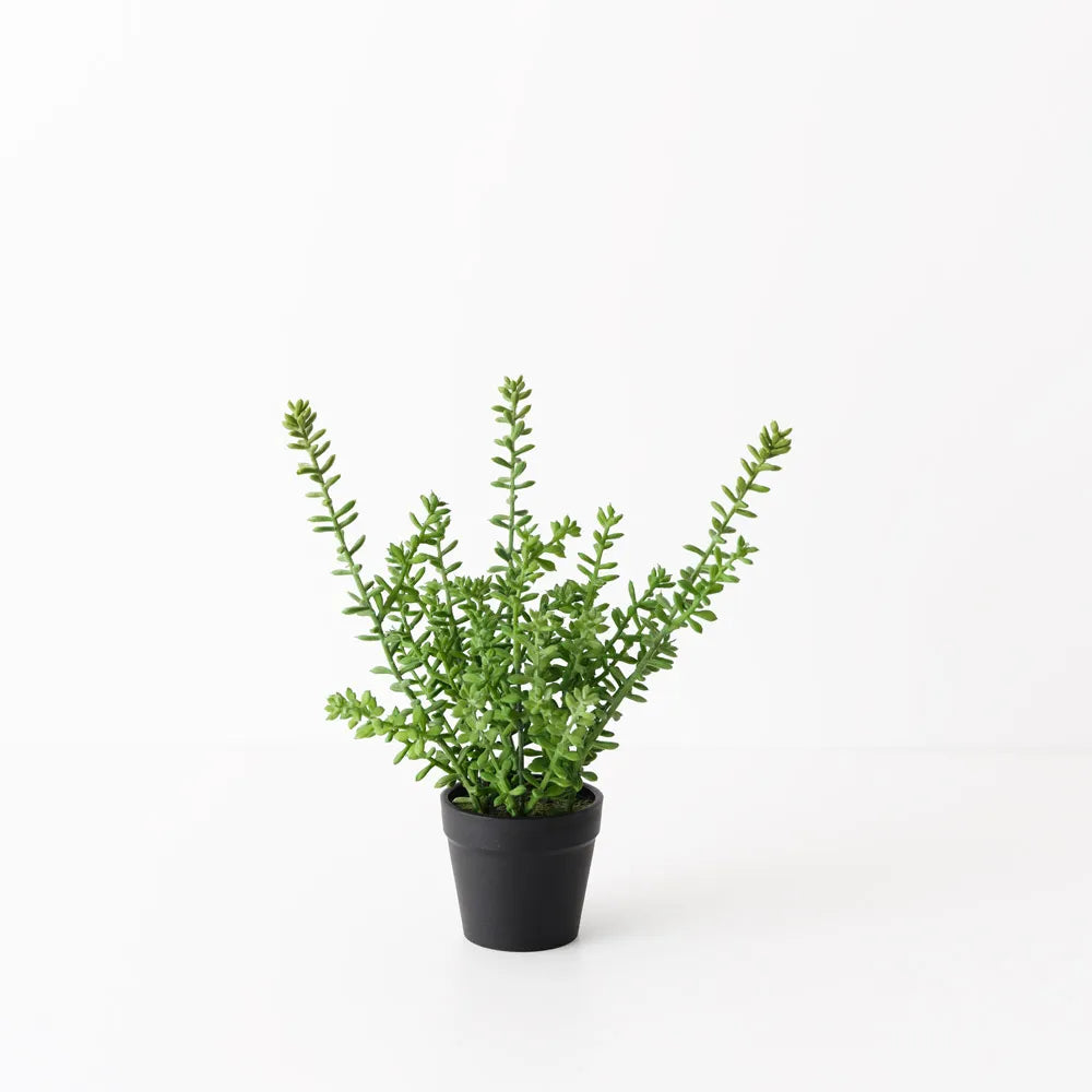 Sedum Plant – Well Versed Homes