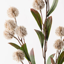 Thistle Spray