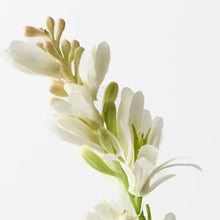 Tuberose