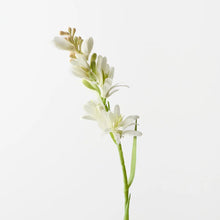 Tuberose