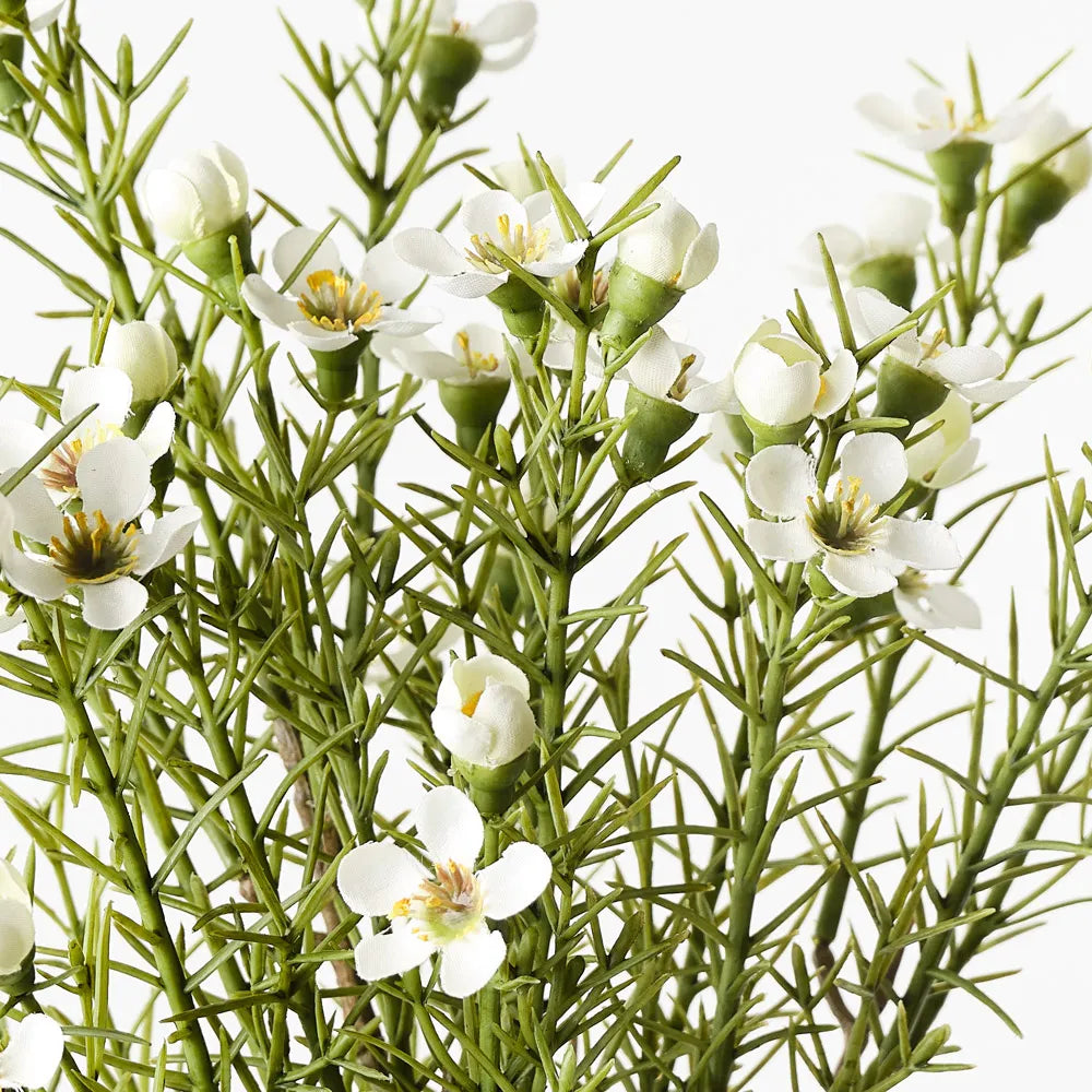 Wax Flower Bush