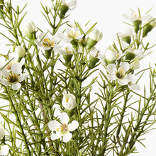 Wax Flower Bush