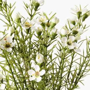 Wax Flower Bush