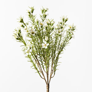 Wax Flower Bush