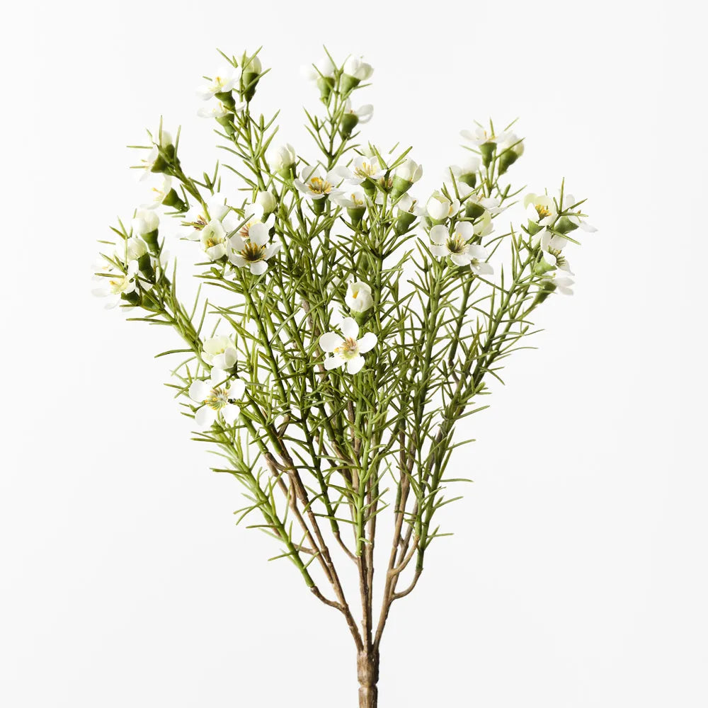 Wax Flower Bush