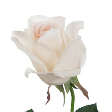 Rose Bud Stem