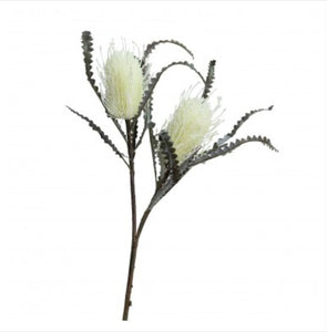 Banksia Spray 2 Flowers