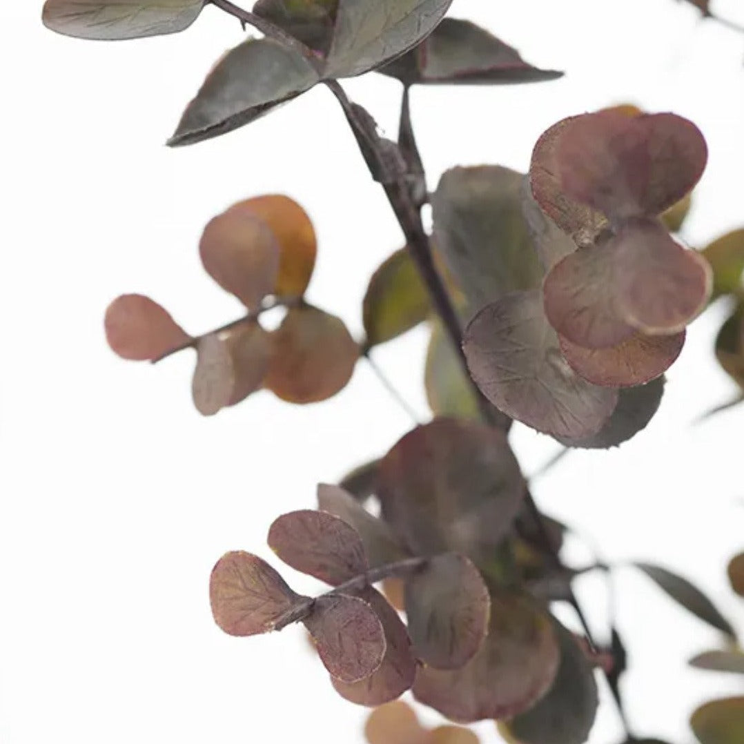 Eucalyptus Bush Burgundy Green