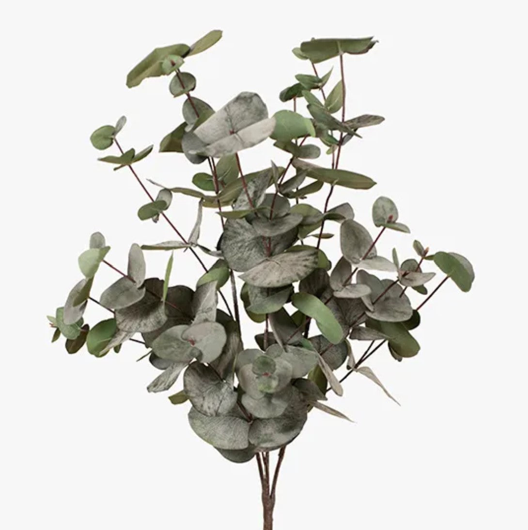 Eucalyptus Silver Dollar Bush