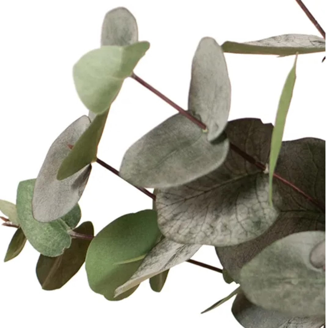 Eucalyptus Silver Dollar Bush