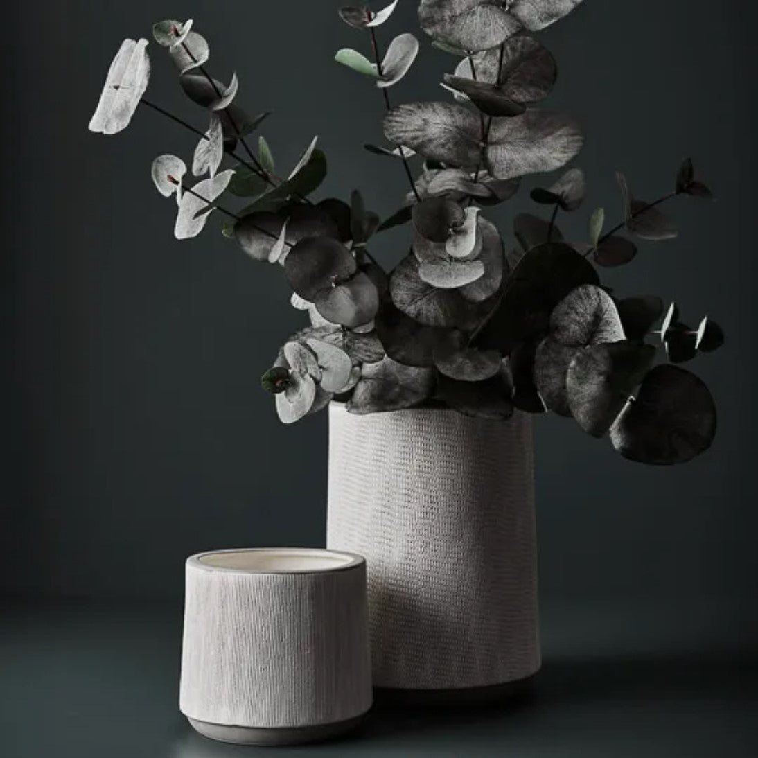 Eucalyptus Silver Dollar Bush