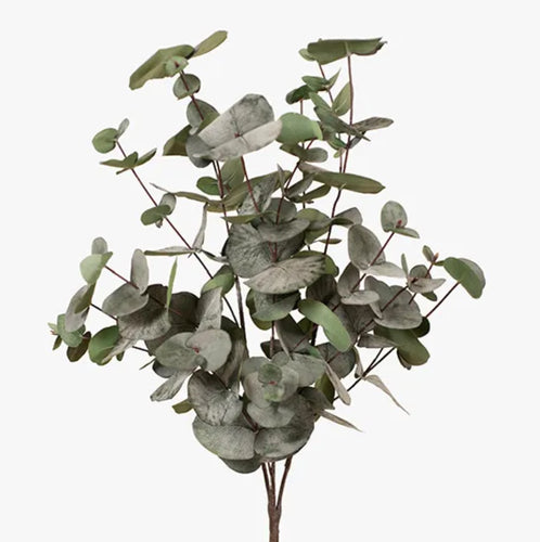 Eucalyptus Silver Dollar Bush