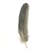 Natural Guinea Fowl Wing Feathers