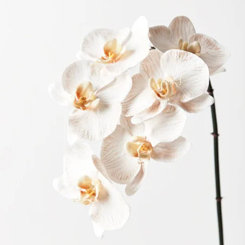 Orchid Phalaenopsis Dove