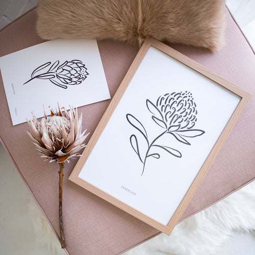 Print - Waratah by Zandelion